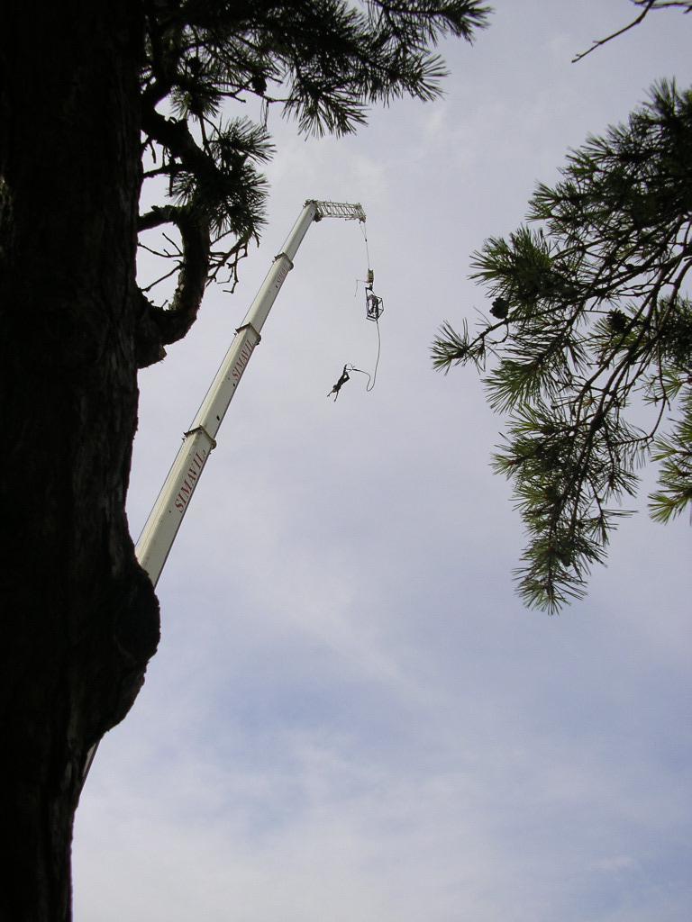 Saut élastique de Grue.